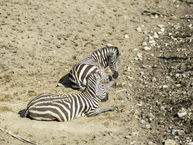 Grant's zebra ( Equus quagga boehmi)
