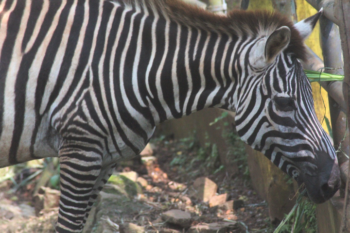 Grant's zebra (Equus quagga boehmi)