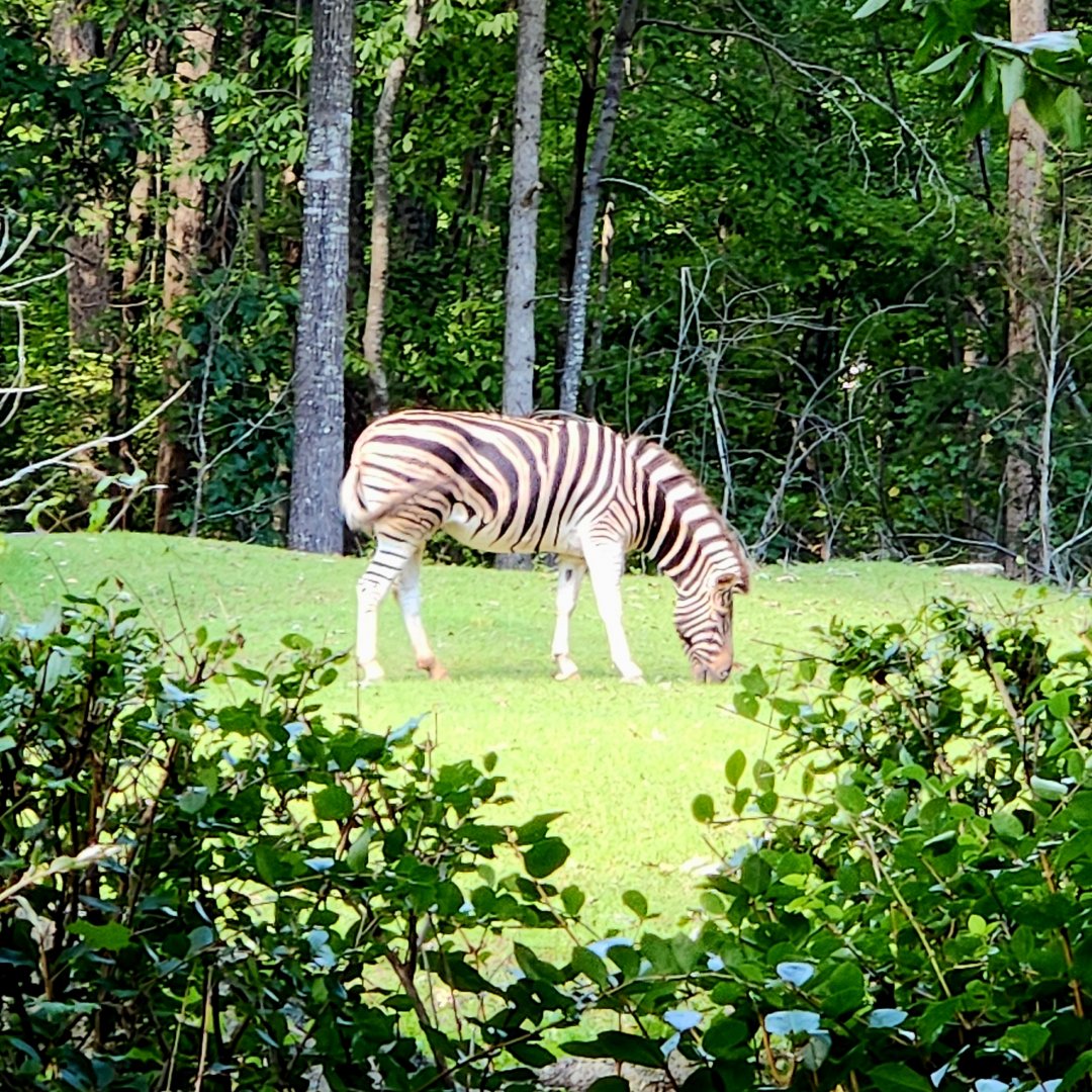 Grant's Zebra (Equus quagga boehmi)