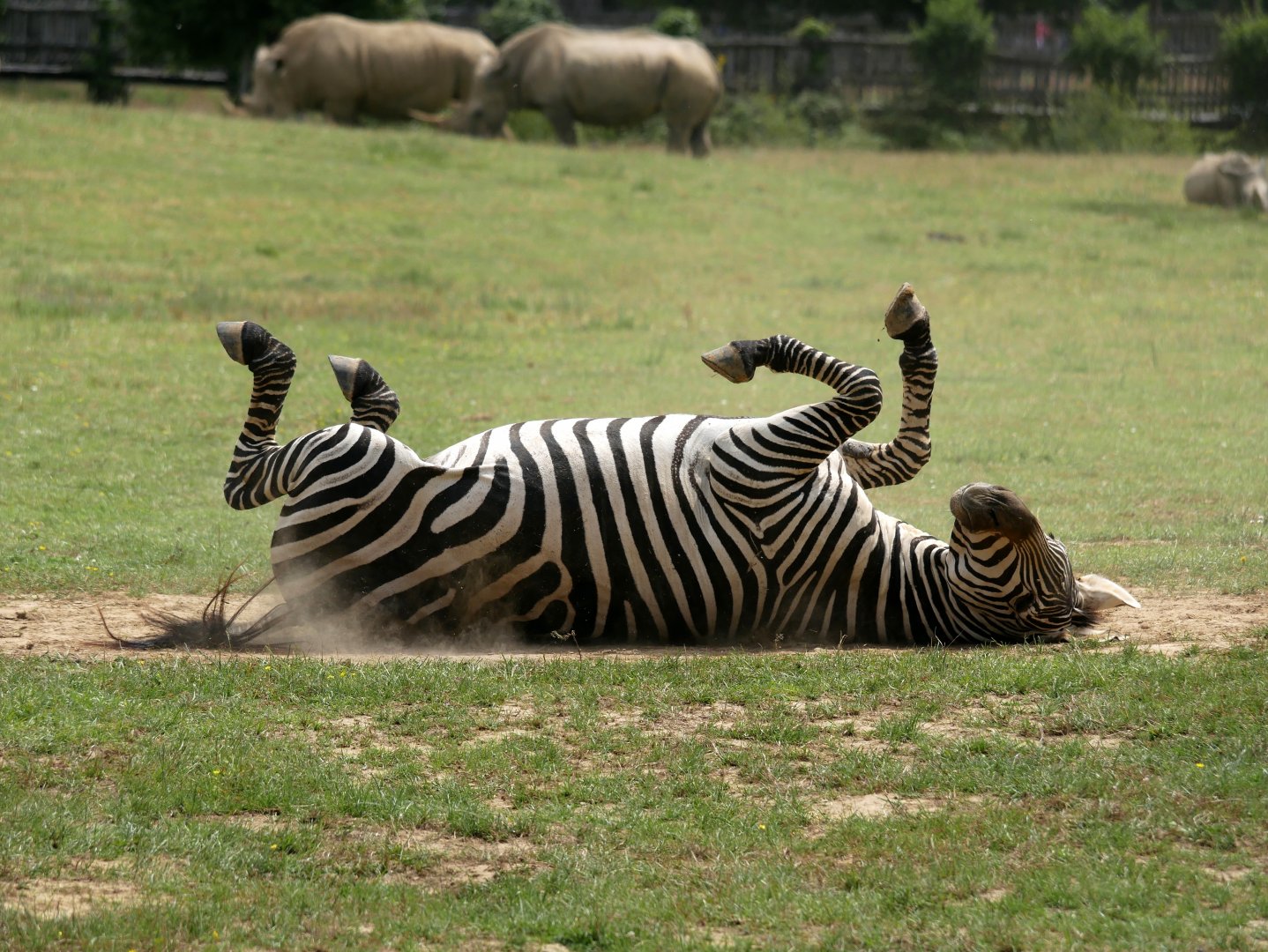 Grant's zebra (Equus quagga boehmi)