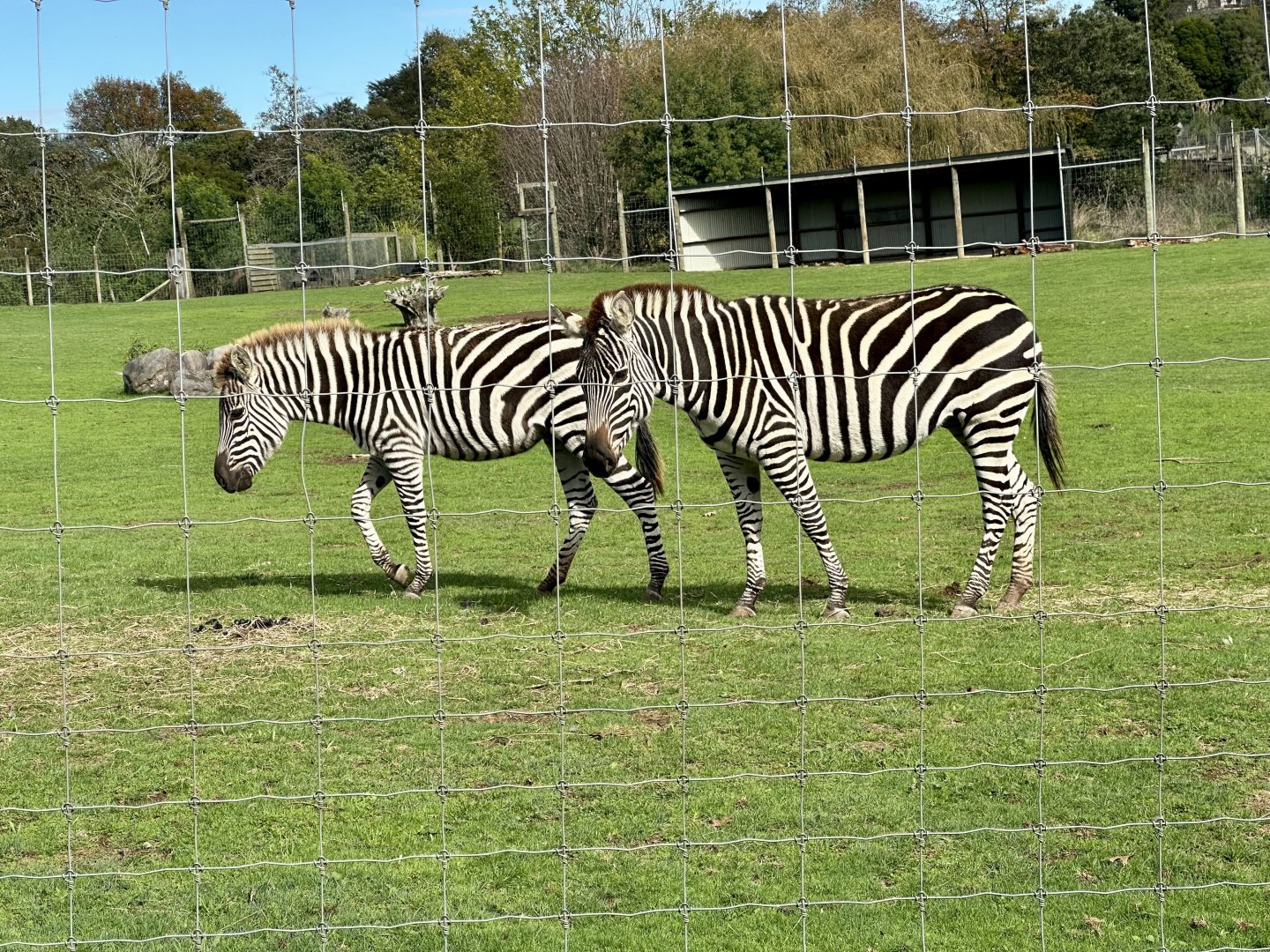 Grant’s zebra (Equus quagga boehmi)