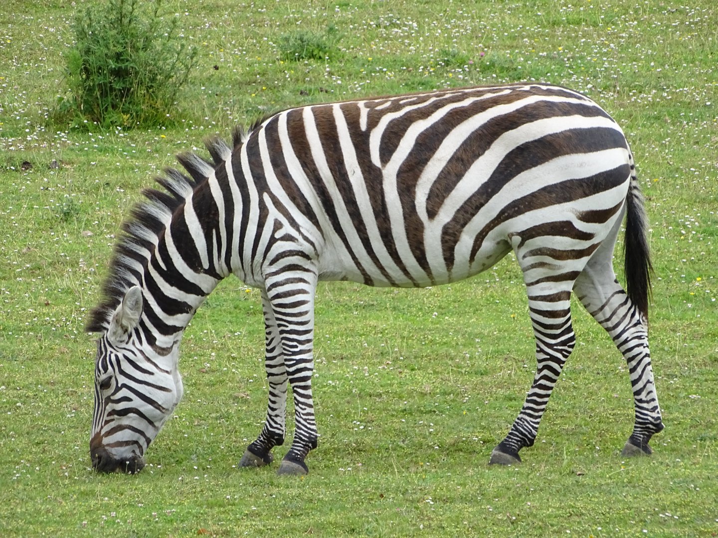 Grant's zebra (Equus quagga boehmi)