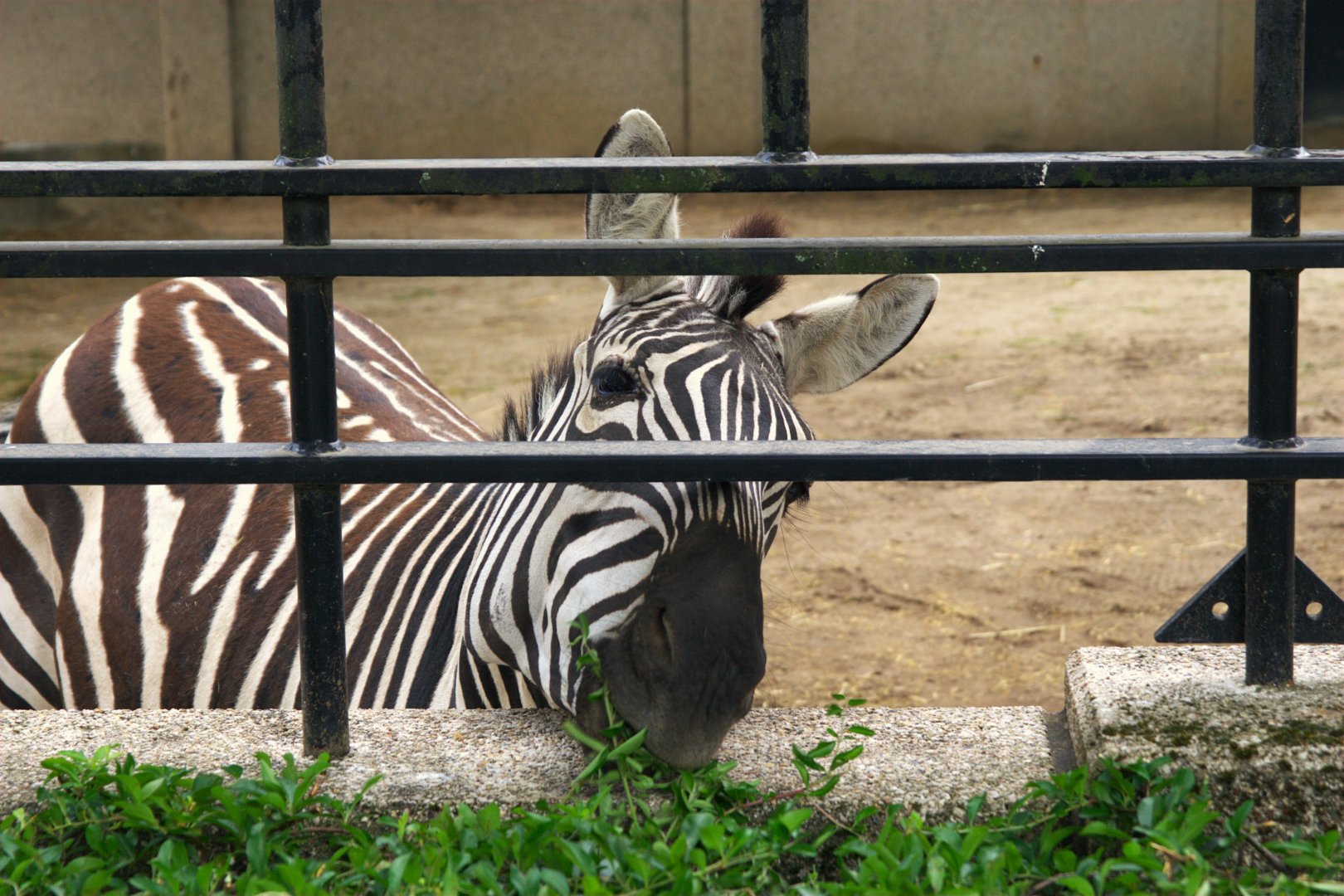 Grant's Zebra (Equus quagga boehmi)