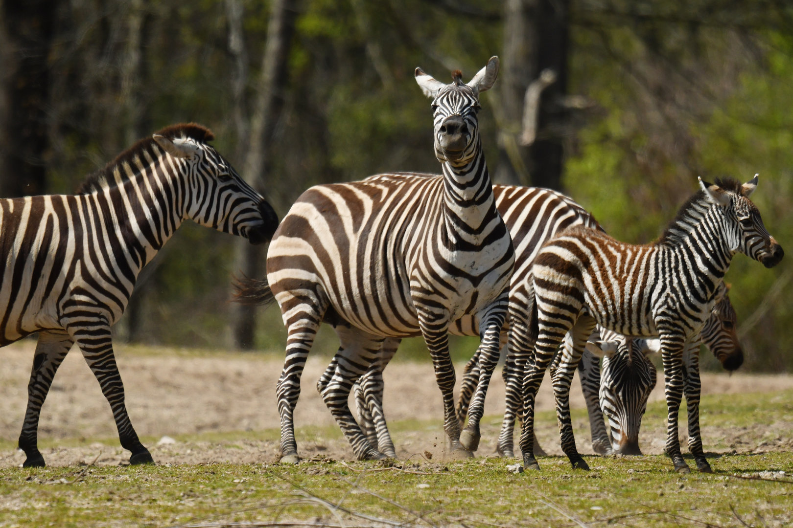 Grant's zebra Equus quagga