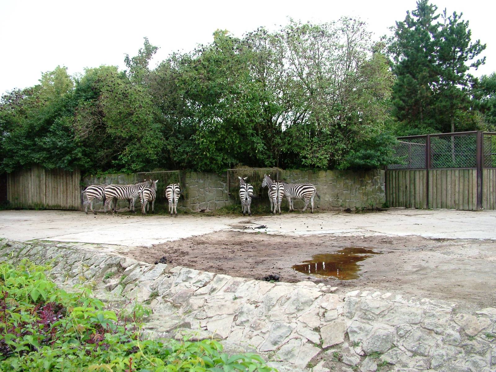 Grant's Zebra Exhibit at Dvur Kralove, 26/08/12