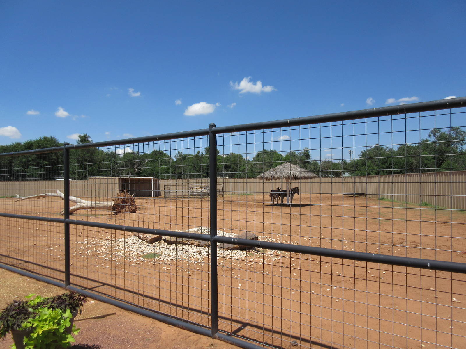 Grant's Zebra Exhibit (New in 2014)