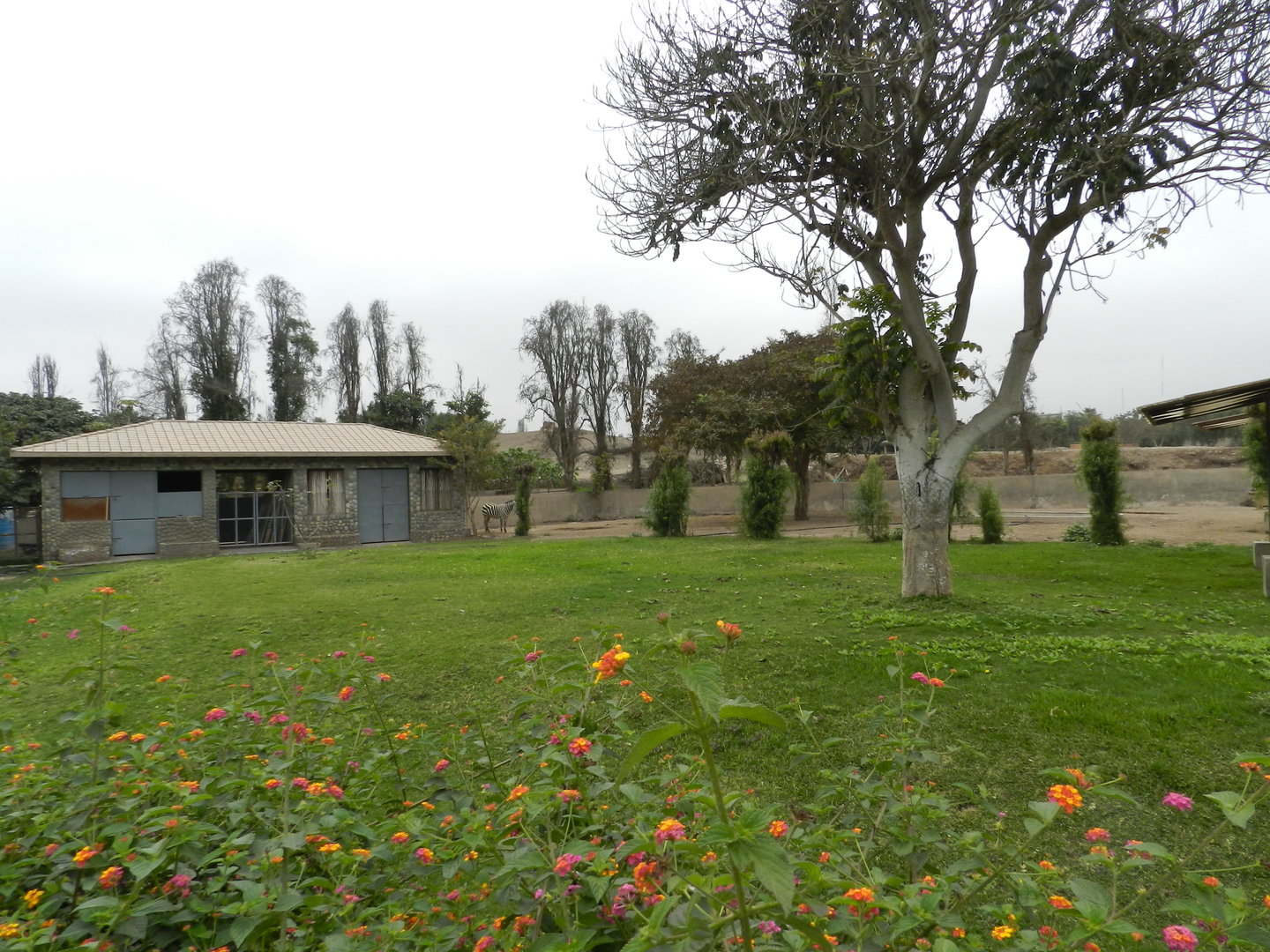 Grant's zebra exhibit - Parque de Las Leyendas