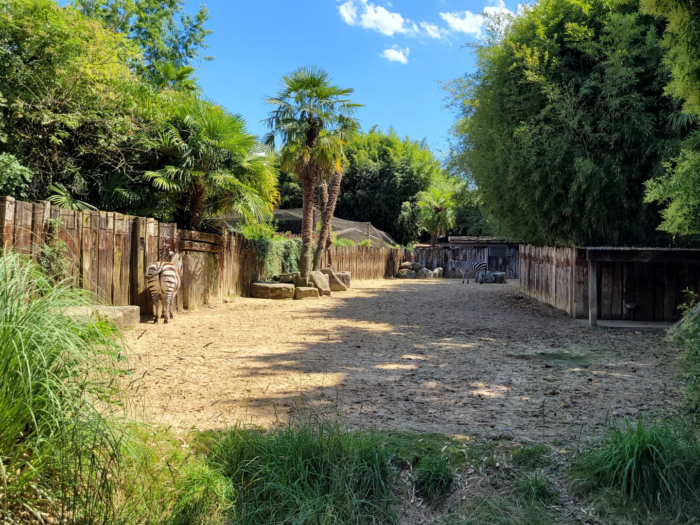 Grant's zebra exhibit -Zoo d'Asson (2022)