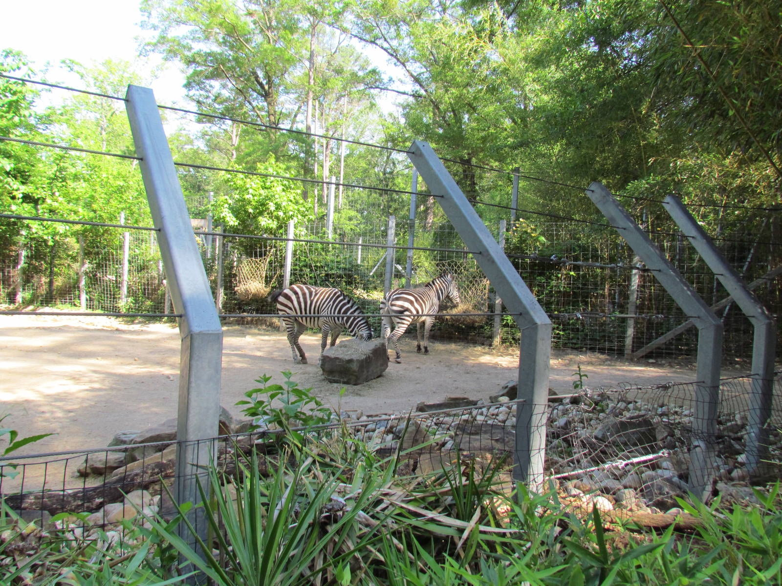 Grant's Zebra Exhibit