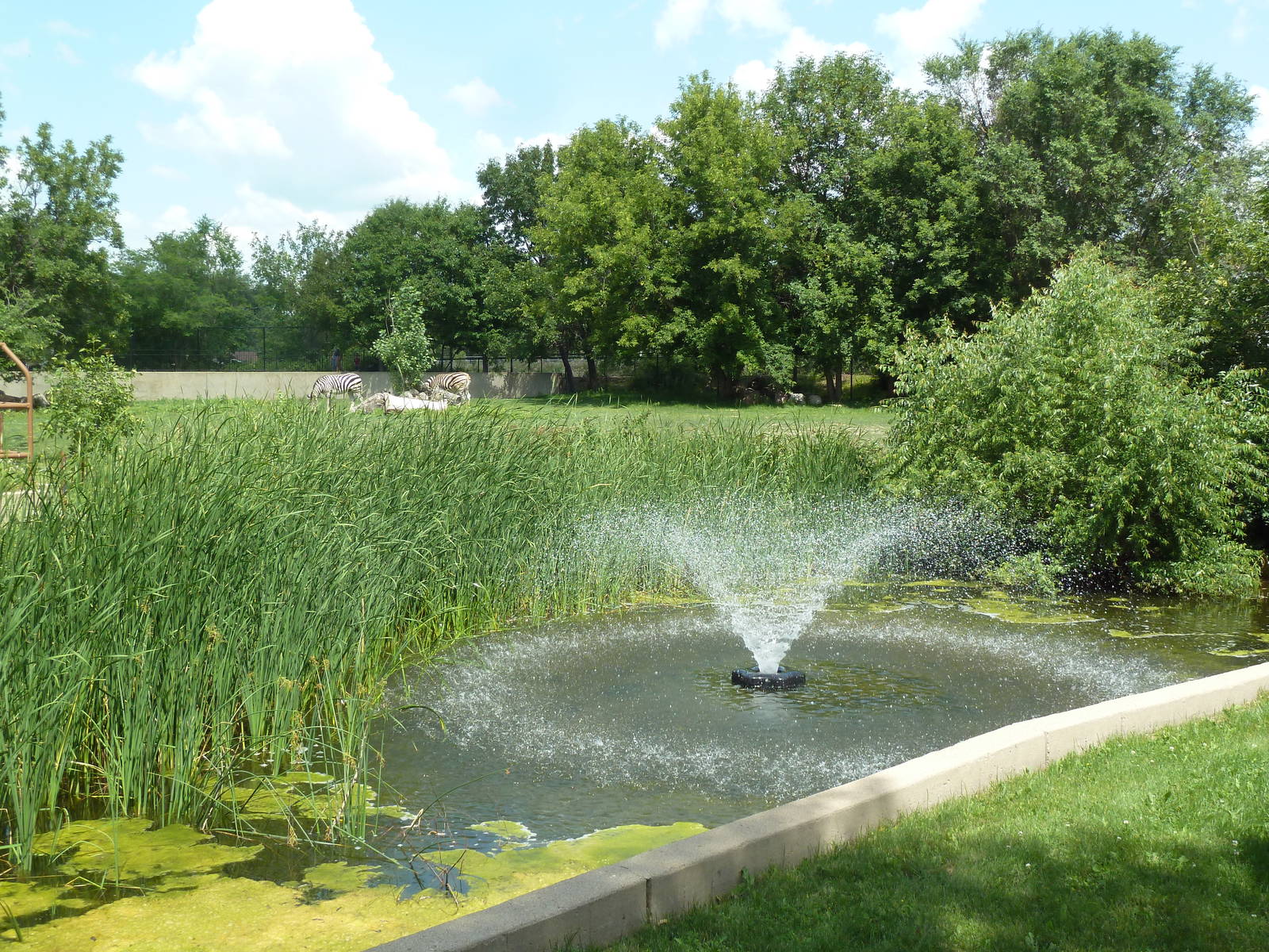 Grant's Zebra Exhibit