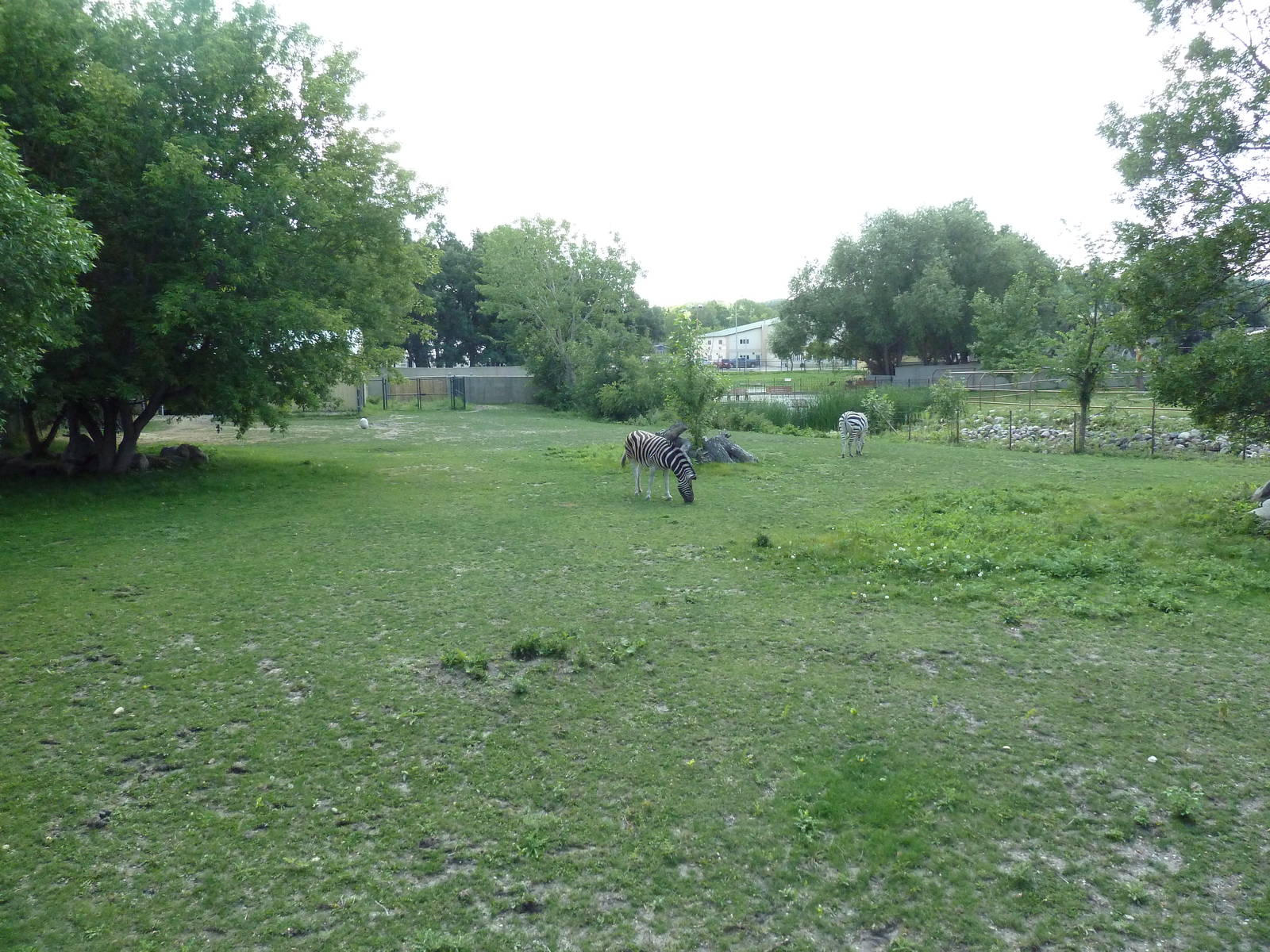 Grant's Zebra Exhibit