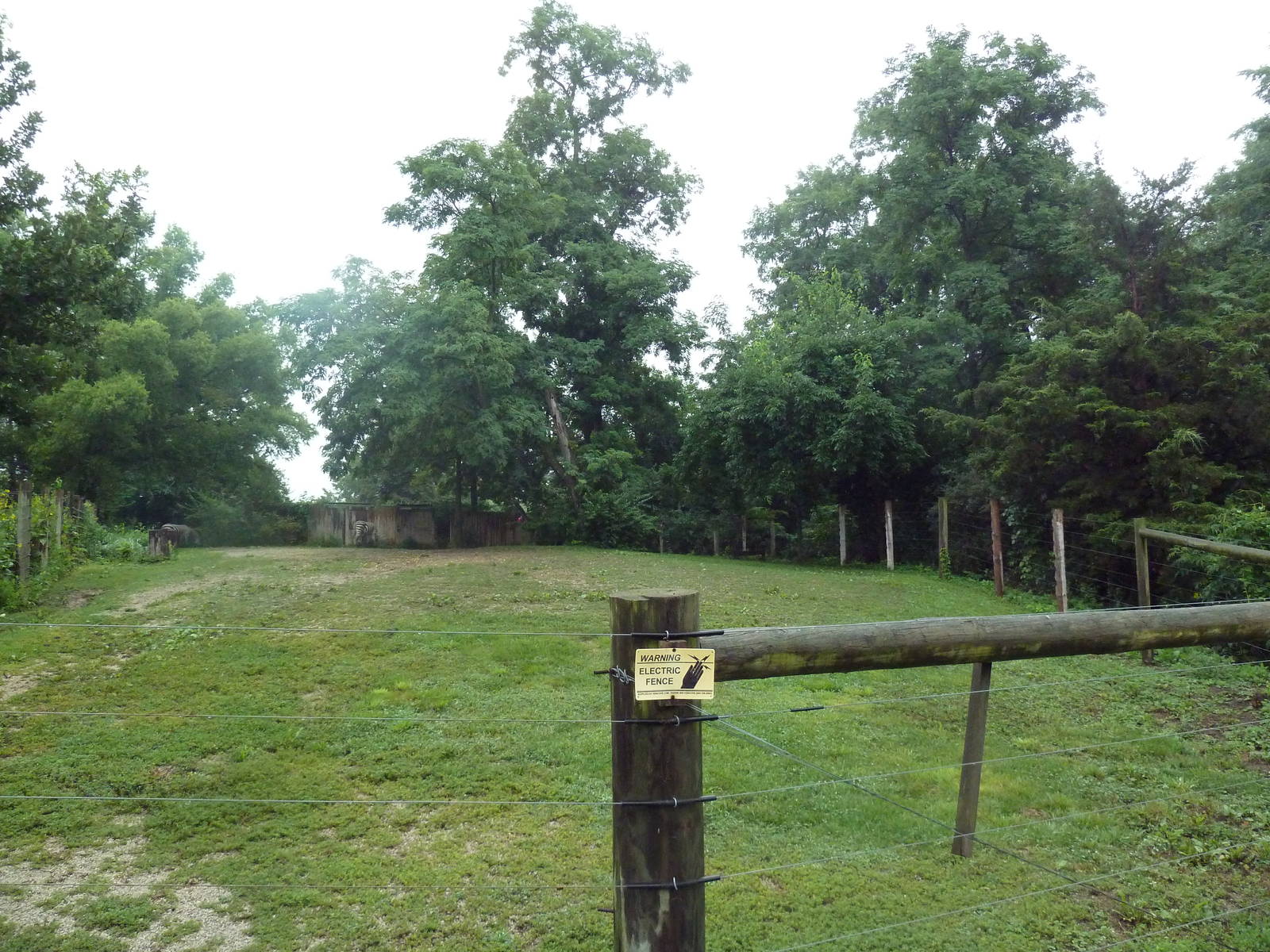 Grant's Zebra Exhibit