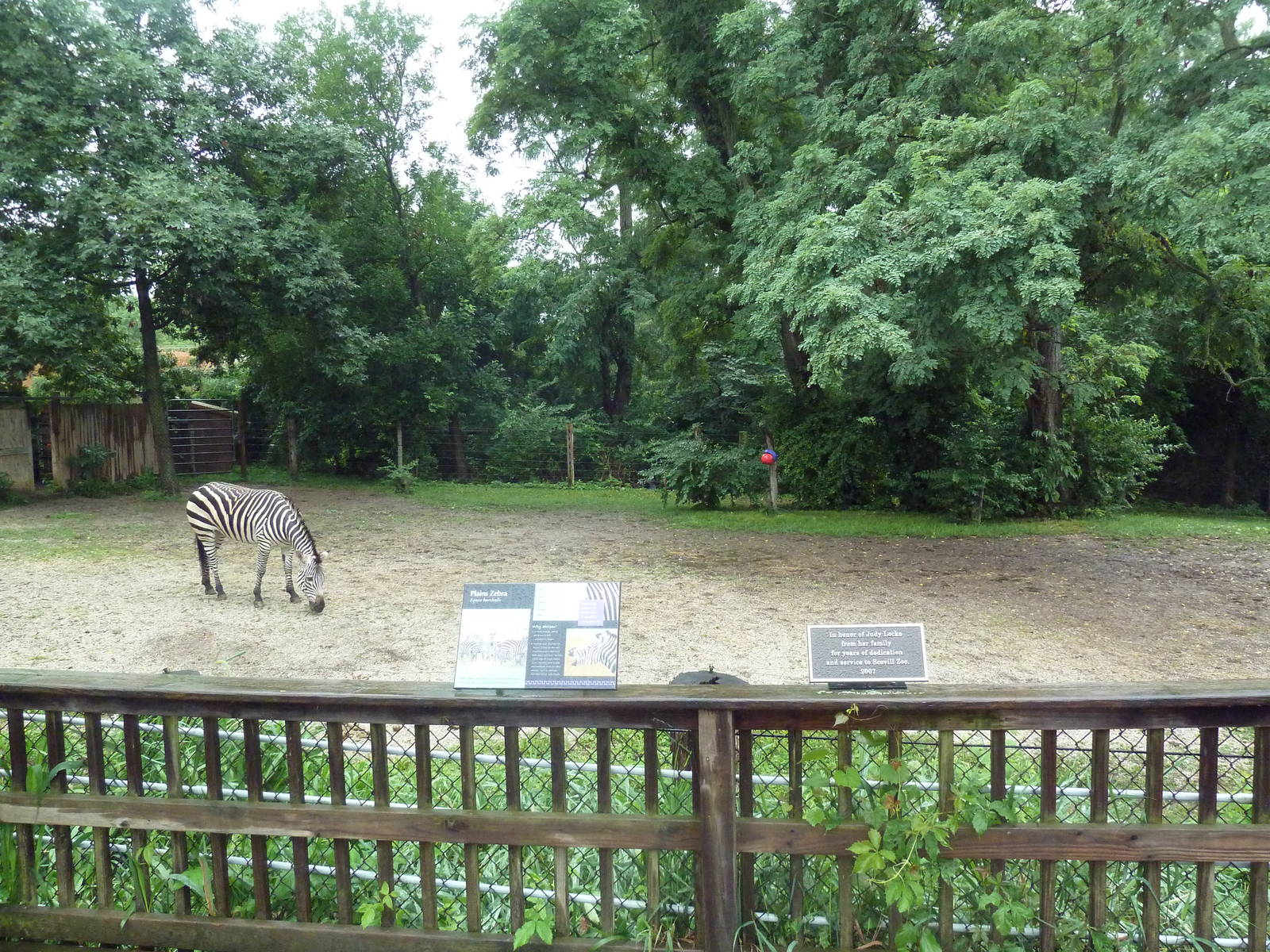 Grant's Zebra Exhibit