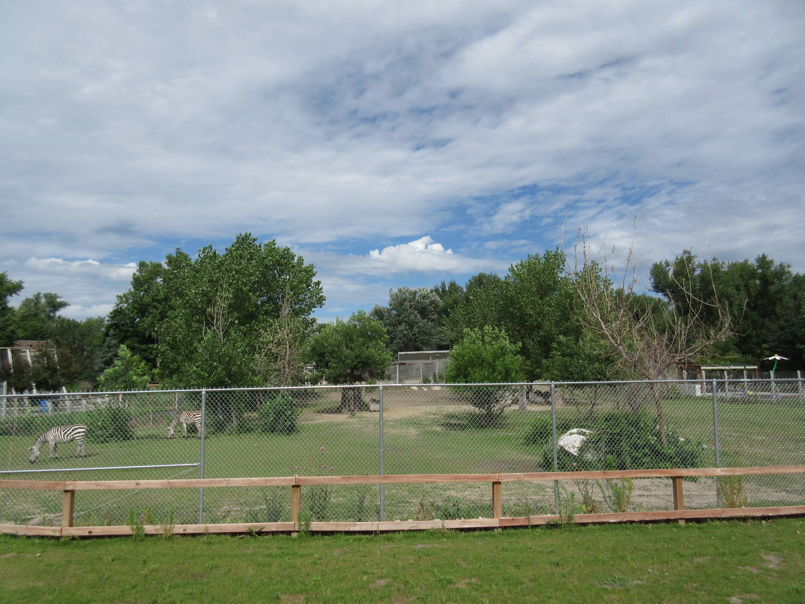 Grant's Zebra Exhibit