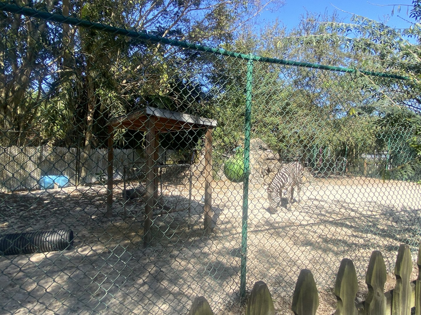 Grant’s Zebra Exhibit