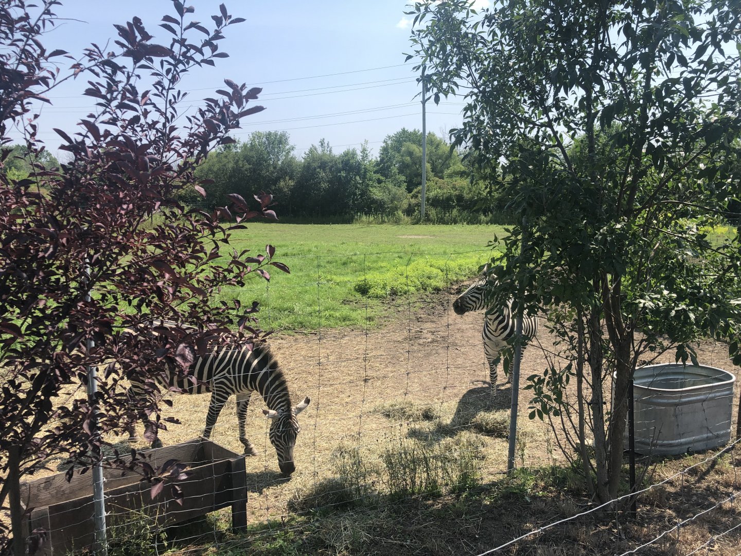 Grant’s Zebra Exhibit