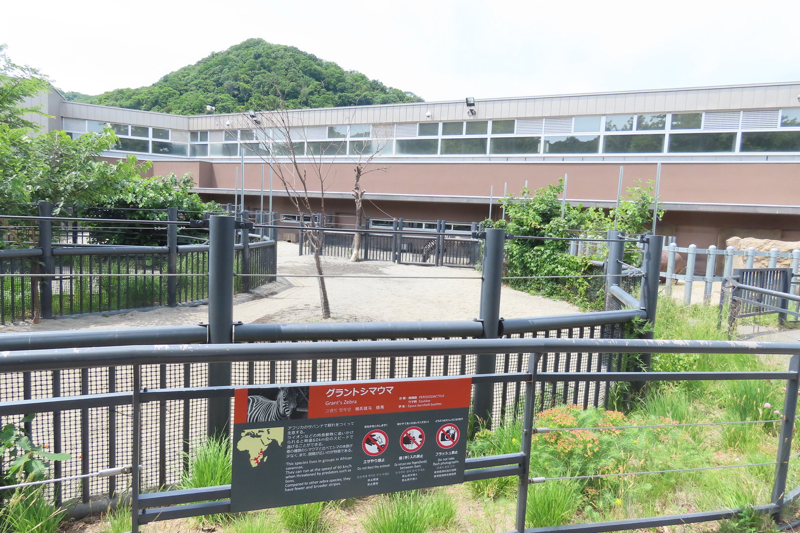 Grant's zebra exhibit