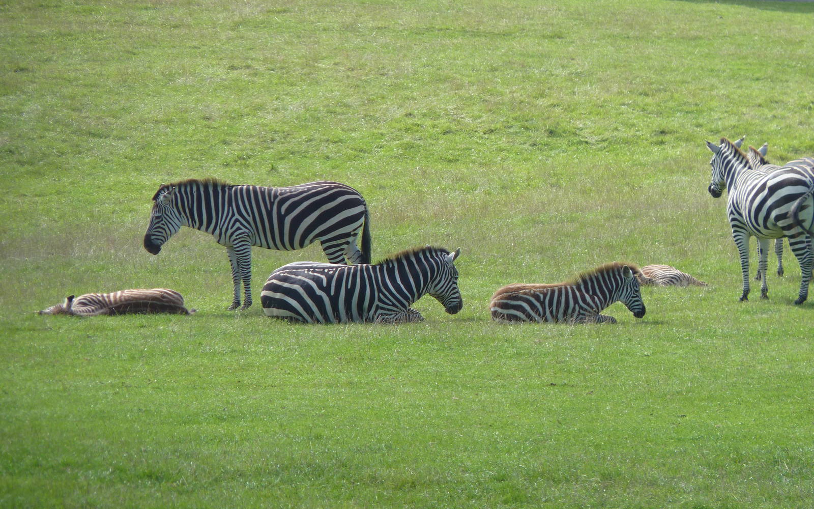Grants Zebra Family