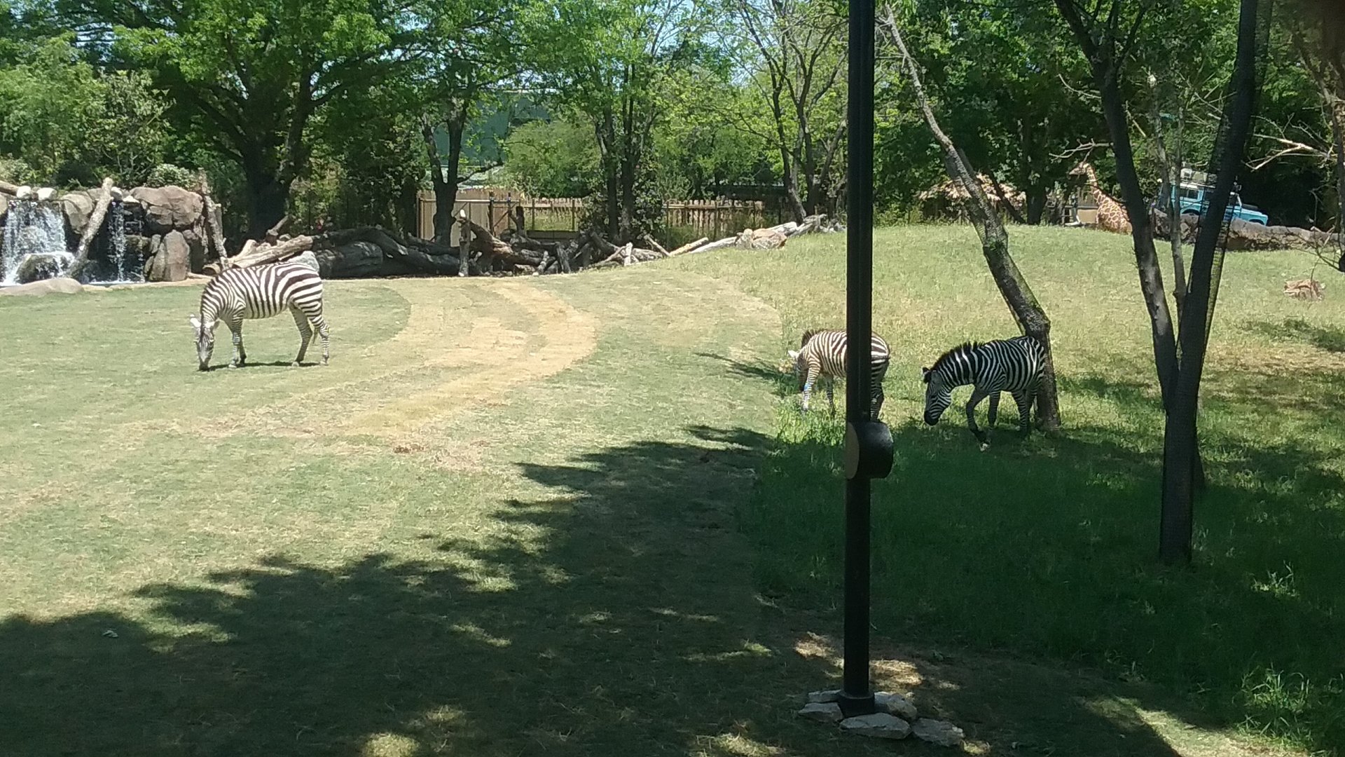 Grant's Zebra family