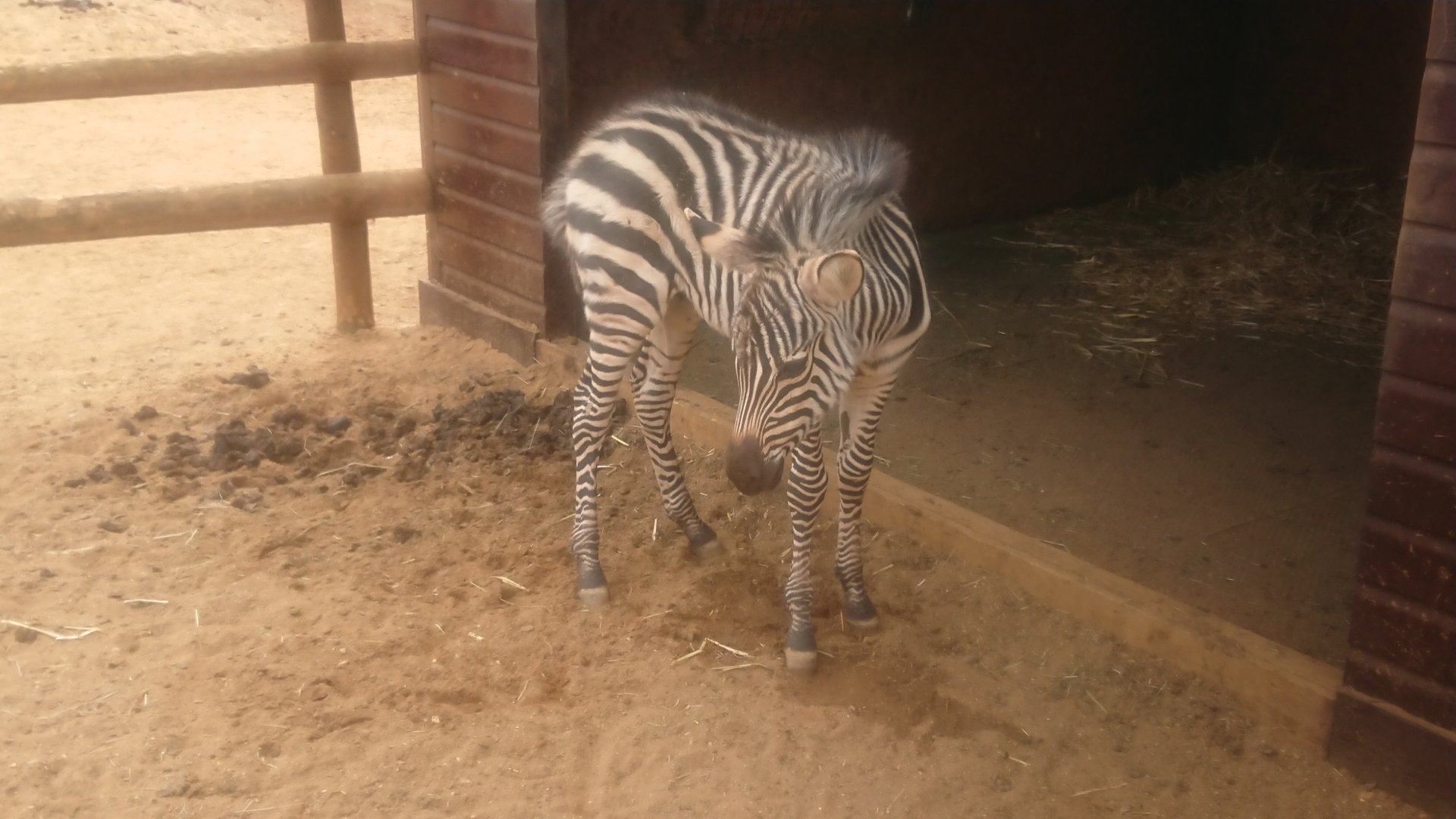 Grant's Zebra foal 25/5/19