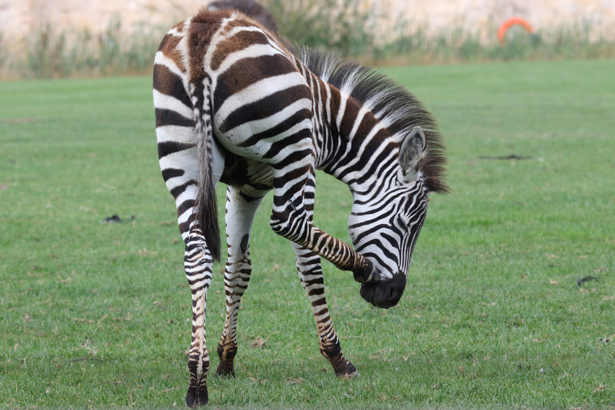 Grant's Zebra foal at Flamingo Land 15/09/2018