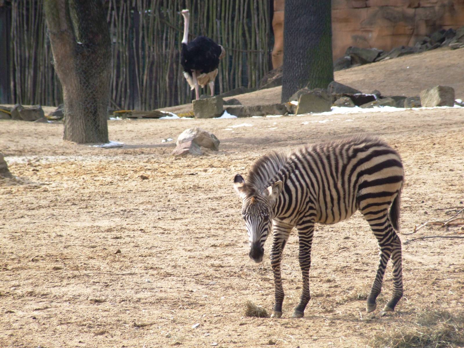 Grant's Zebra Foal at Hannover, 23/03/13