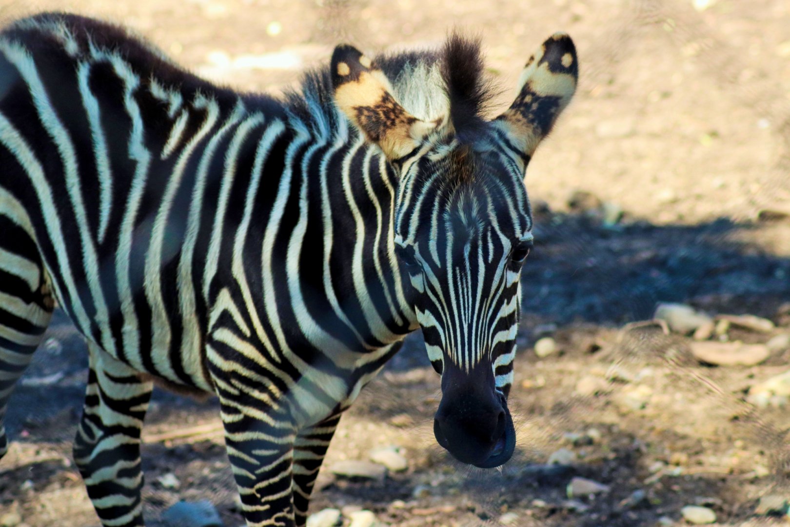 Grant's Zebra Foal (Equus quagga boehmi) - December 2018