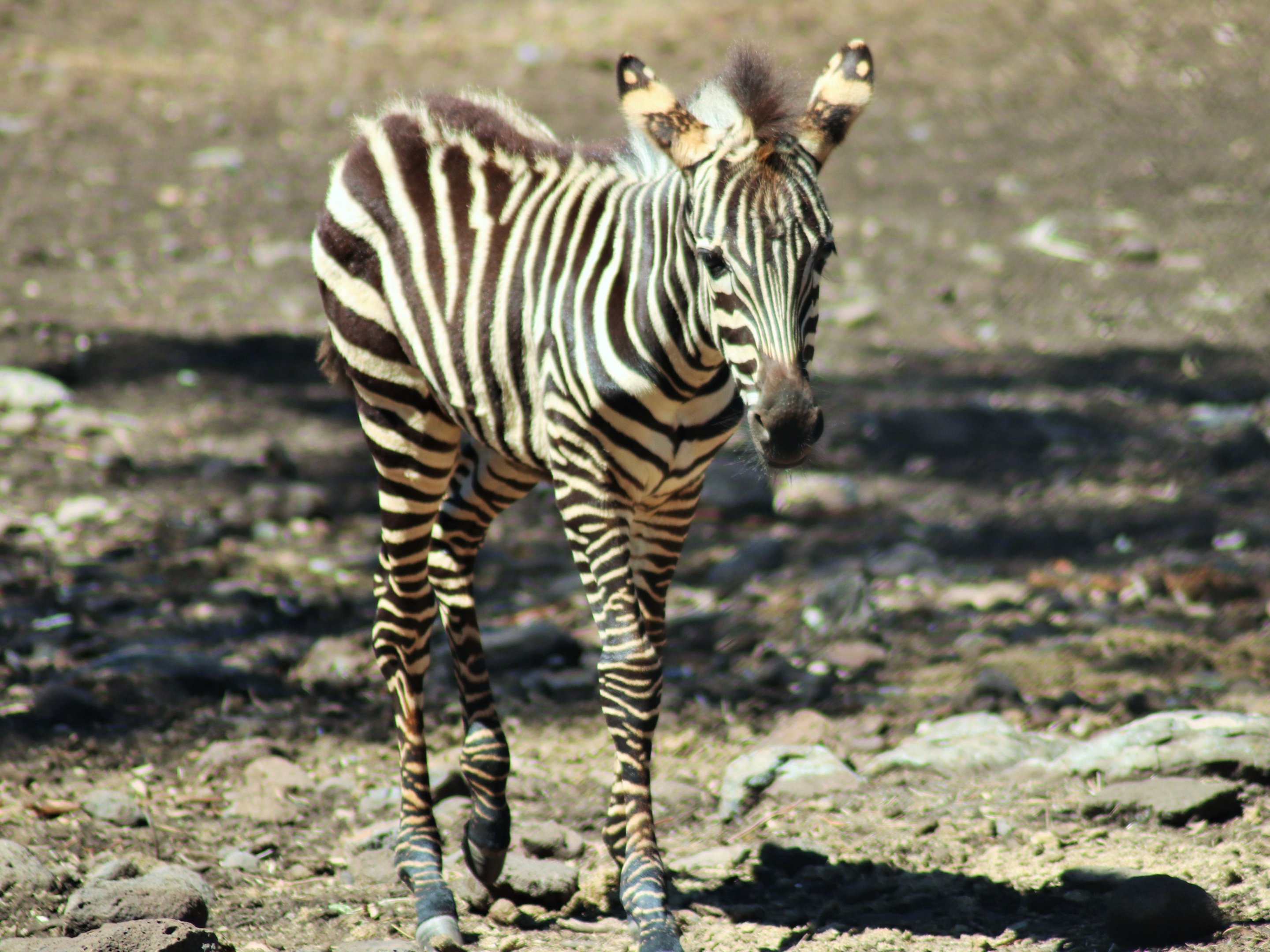 Grant's Zebra Foal (Equus quagga boehmi)