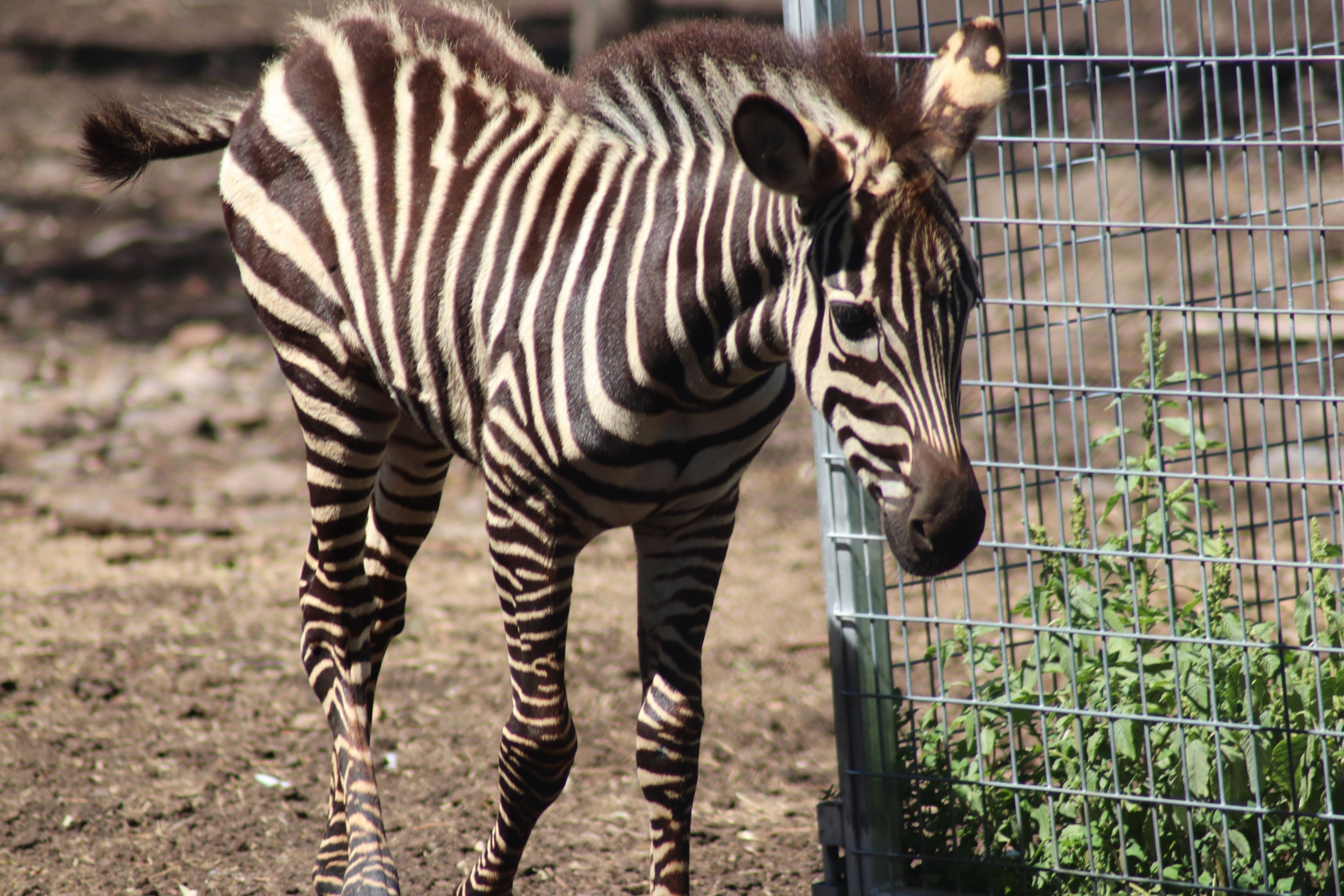 Grant's Zebra Foal (Equus quagga boehmi)