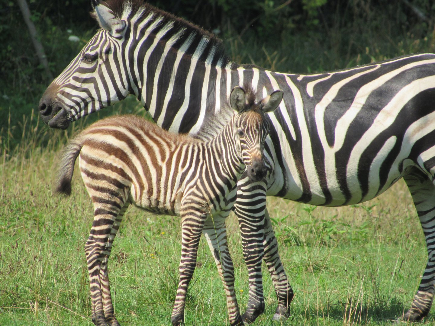 Grant's Zebra foal with mom