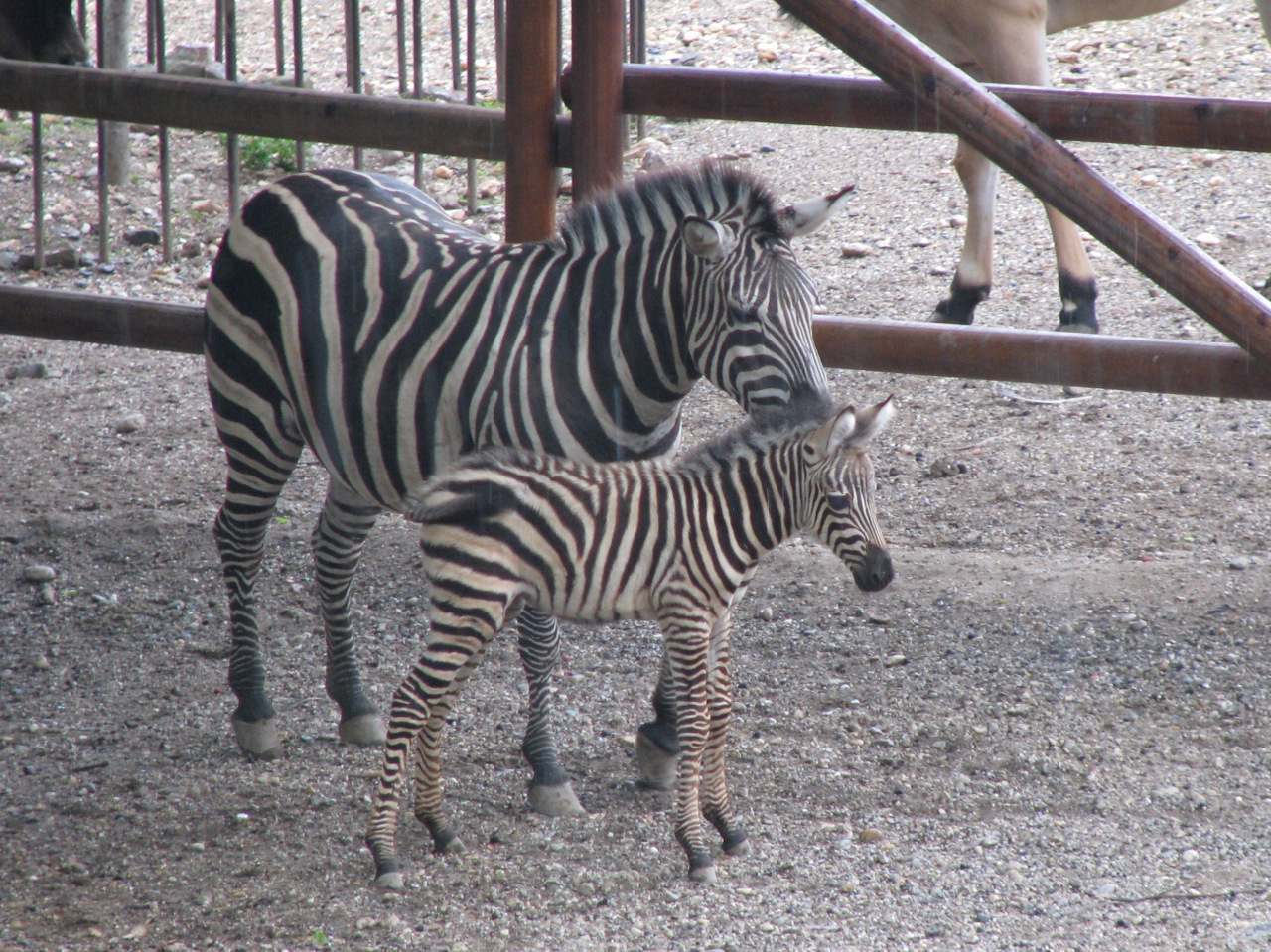 Grant's zebra foal