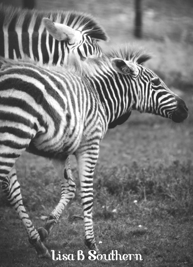 Grant's Zebra Foal