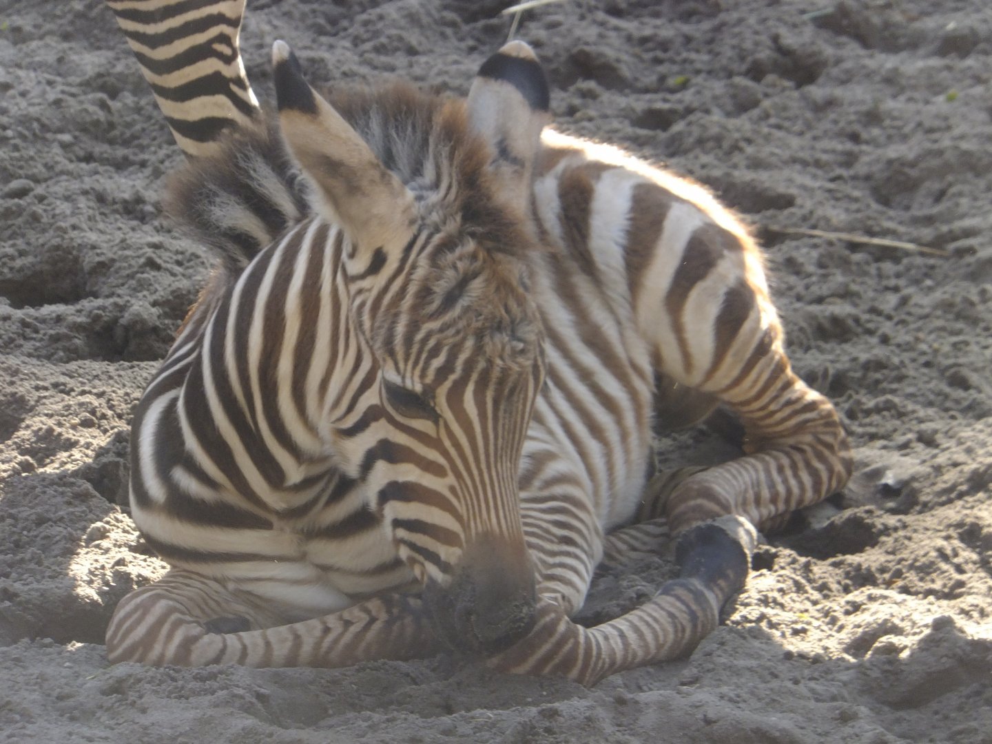 Grant's zebra foal