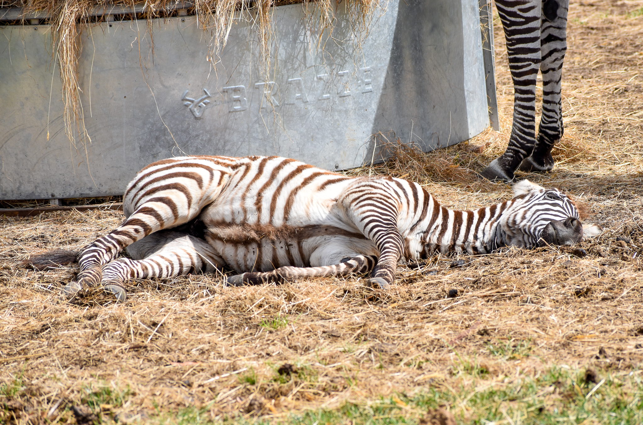 Grant's Zebra foal