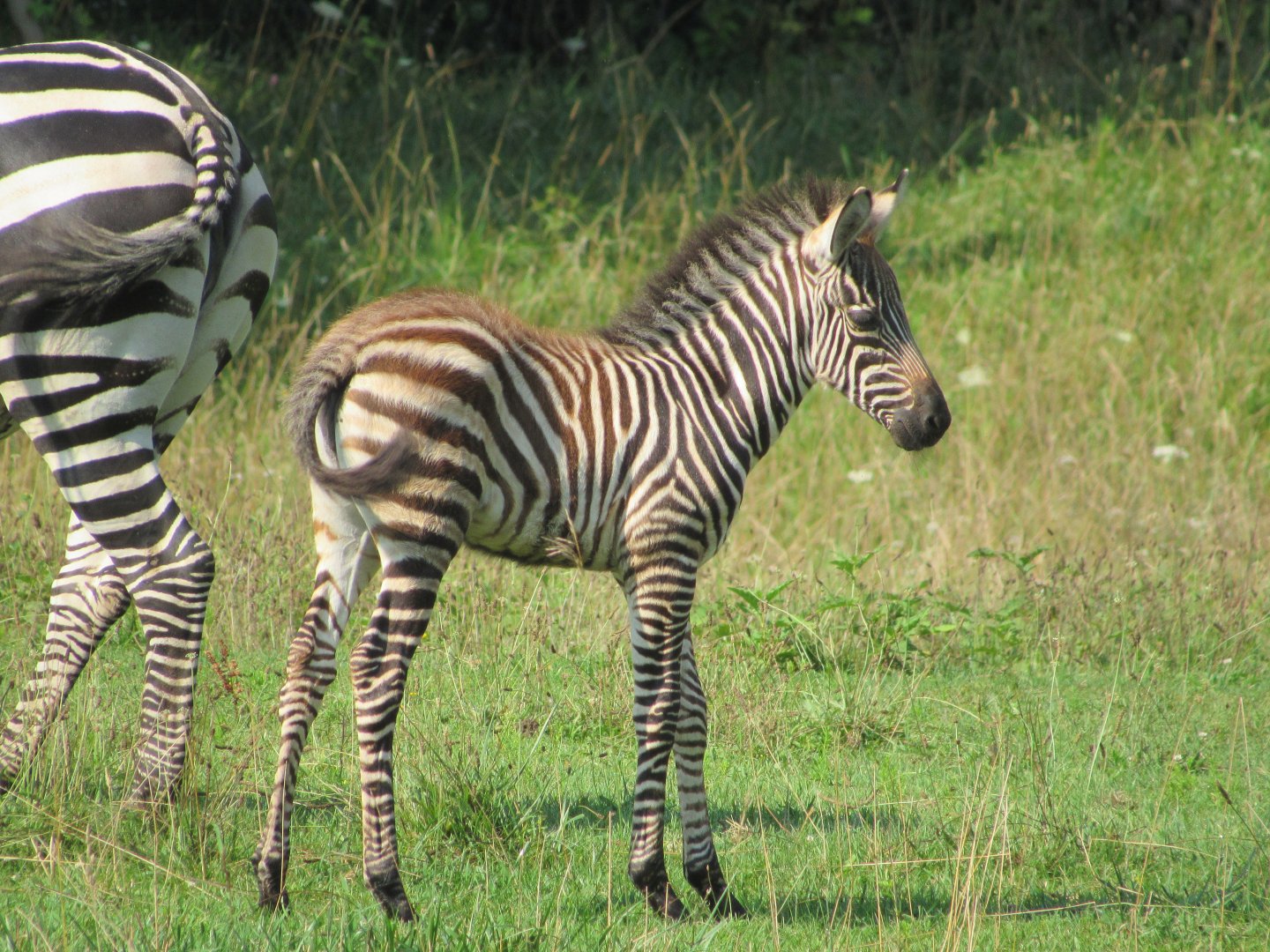 Grant's Zebra foal