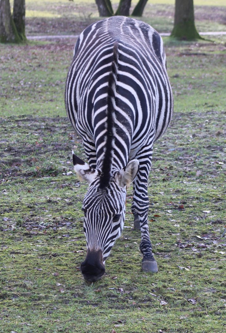 Grant's zebra - Front-side