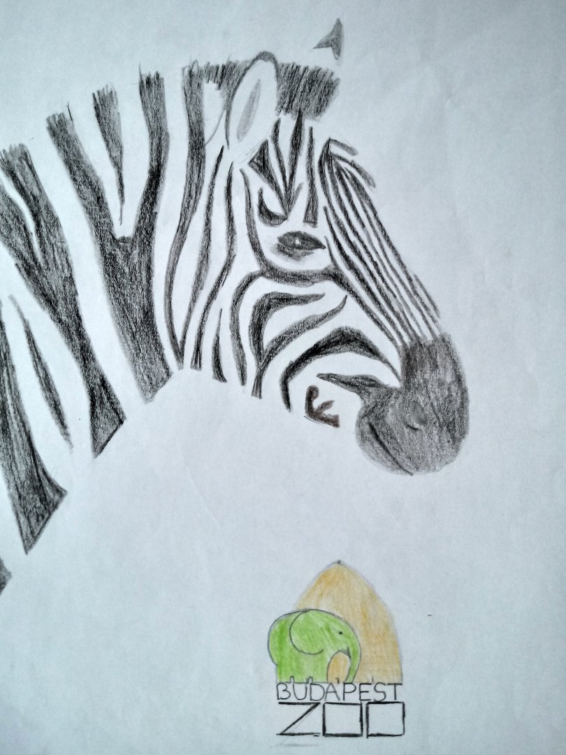 Grant's zebra head pencil drawing