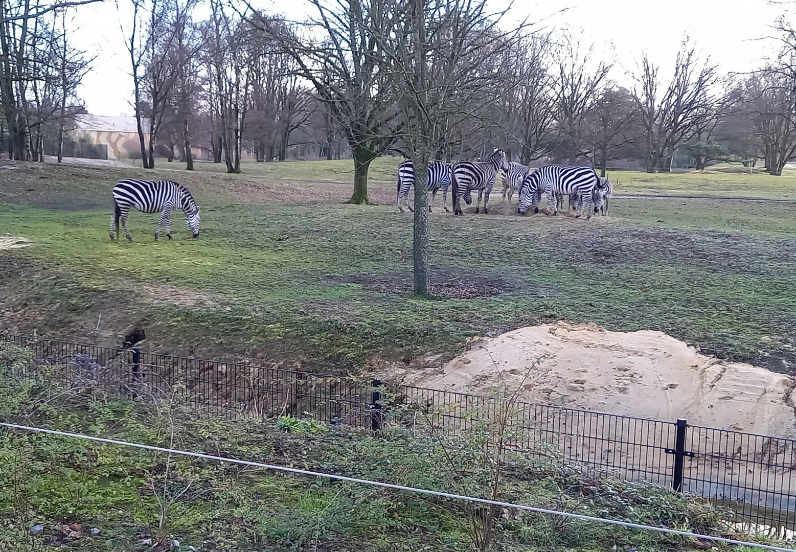Grant's zebra herd