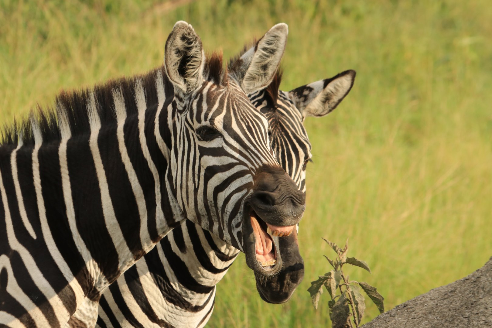 Grant's zebra (January 2020)