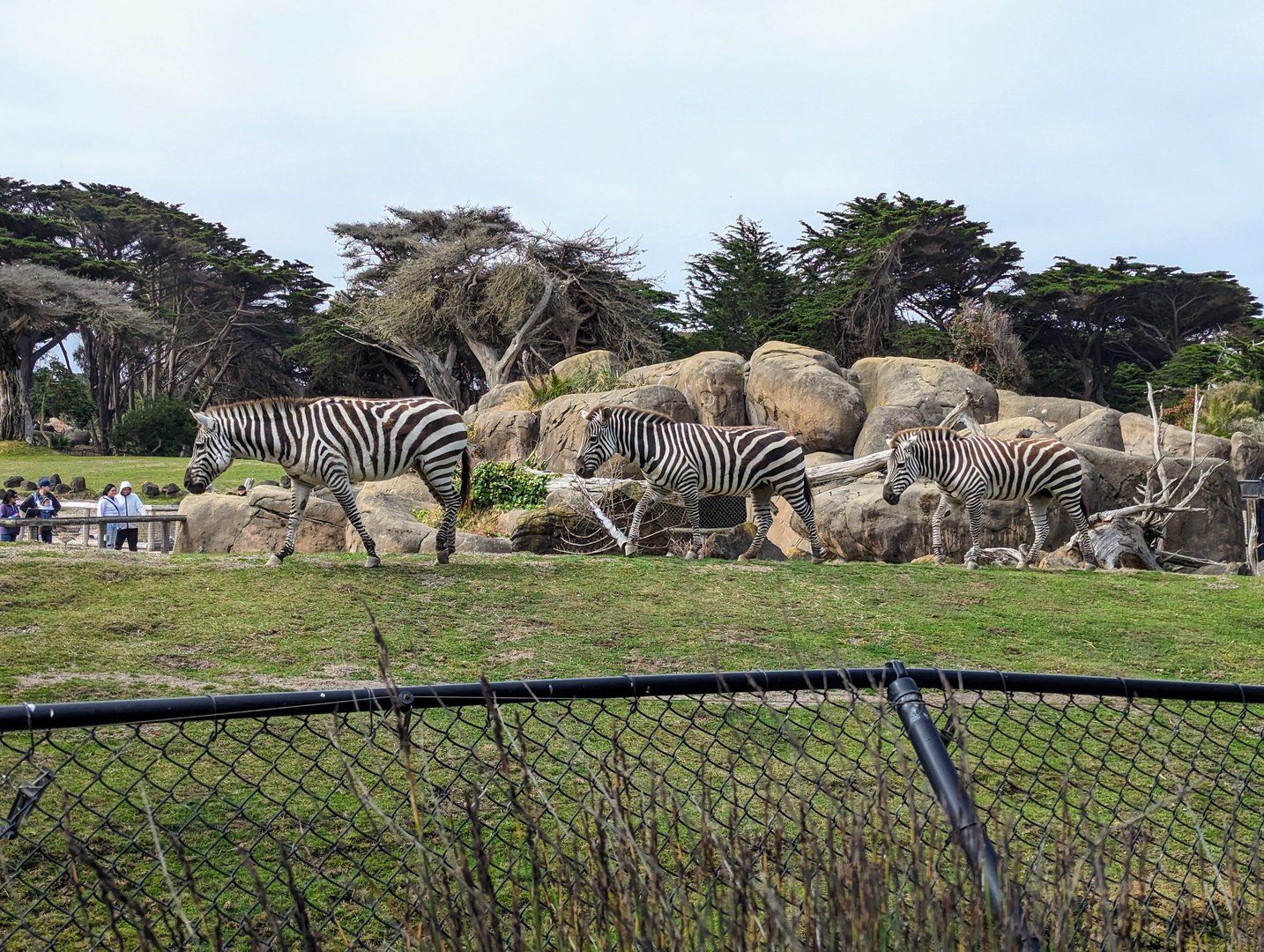 Grant's Zebra - July 8th 2023