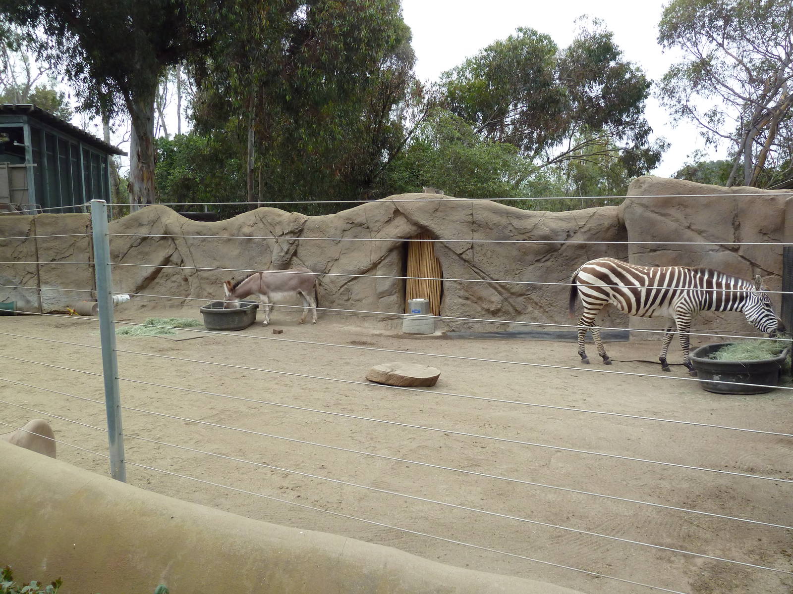 Grant's Zebra/Miniature Mediterranean Donkey Exhibit