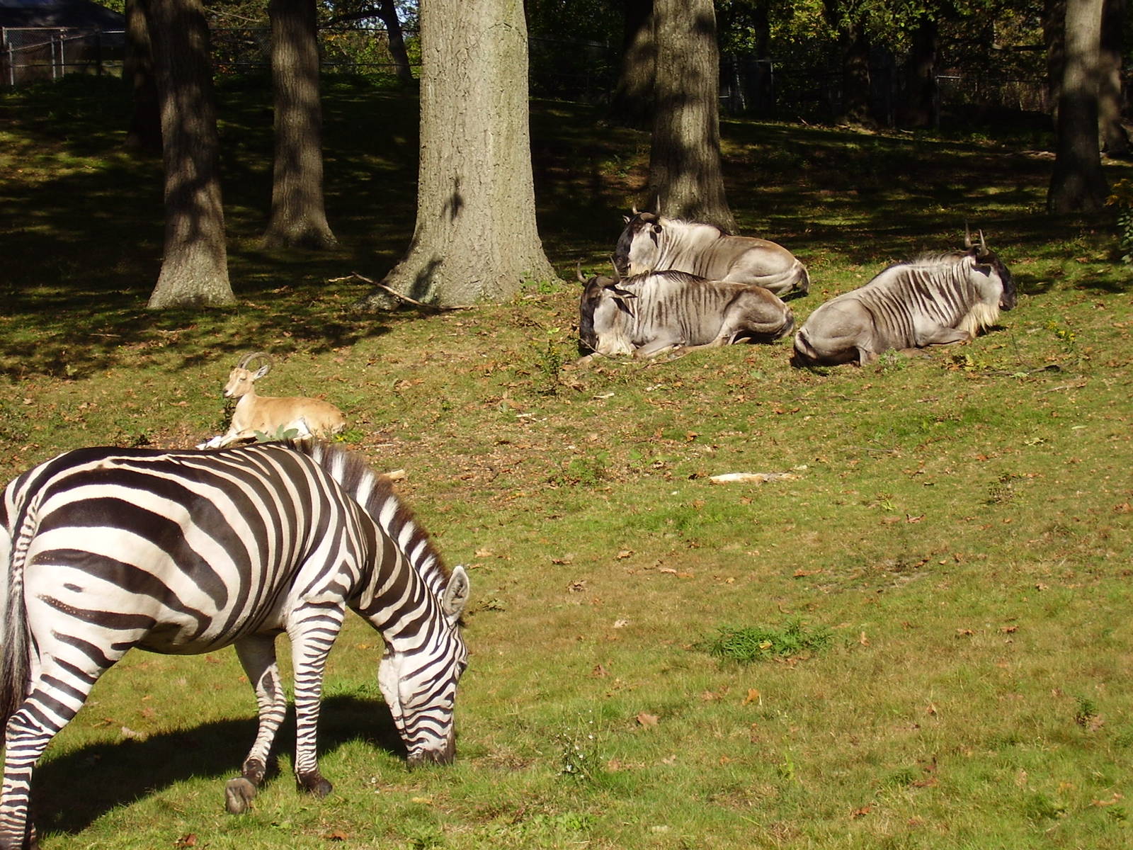Grants Zebra NUbian Ibex Wildebeeste- FPZ OCT06