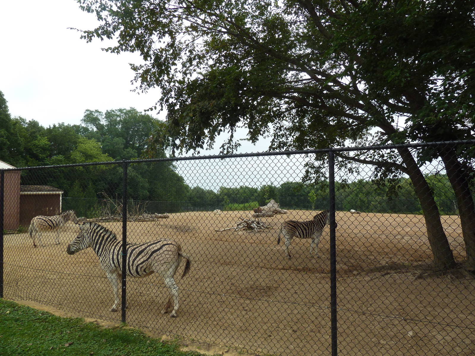 Grant's Zebra/Ostrich Exhibit