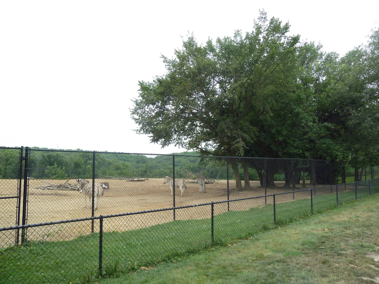Grant's Zebra/Ostrich Exhibit