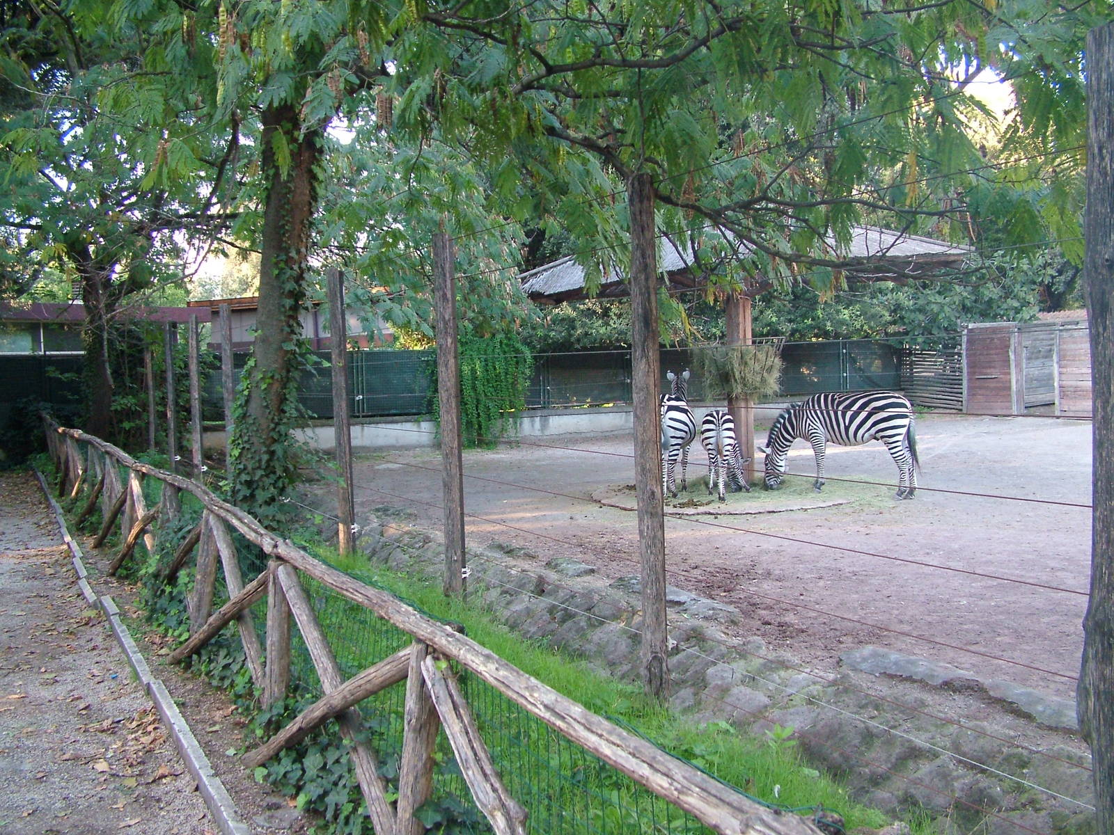 Grant's Zebra paddock at Bioparco Rome 15/10/09