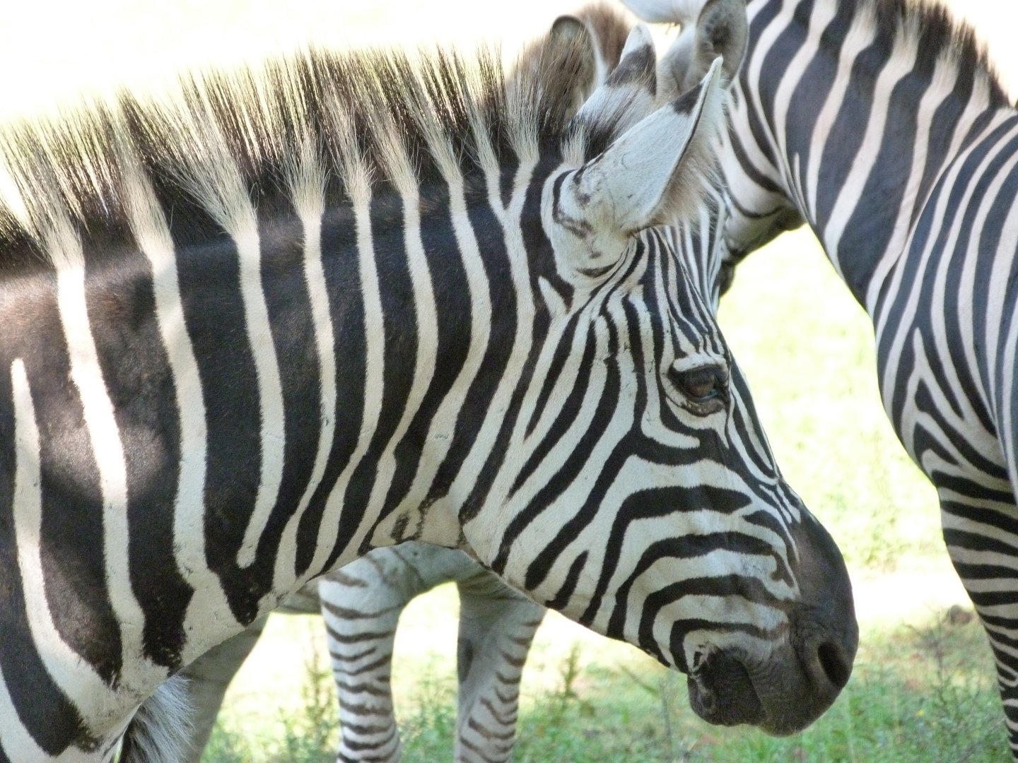 Grant's zebra -Parque de la Naturaleza de Cabárceno (2025)