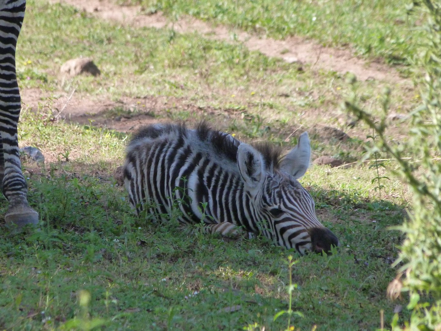 Grant's zebra -Parque de la Naturaleza de Cabárceno (2025)