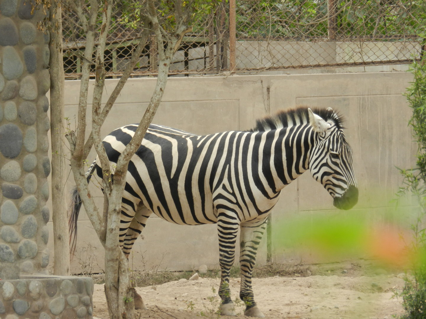 Grant's zebra - Parque de Las Leyendas