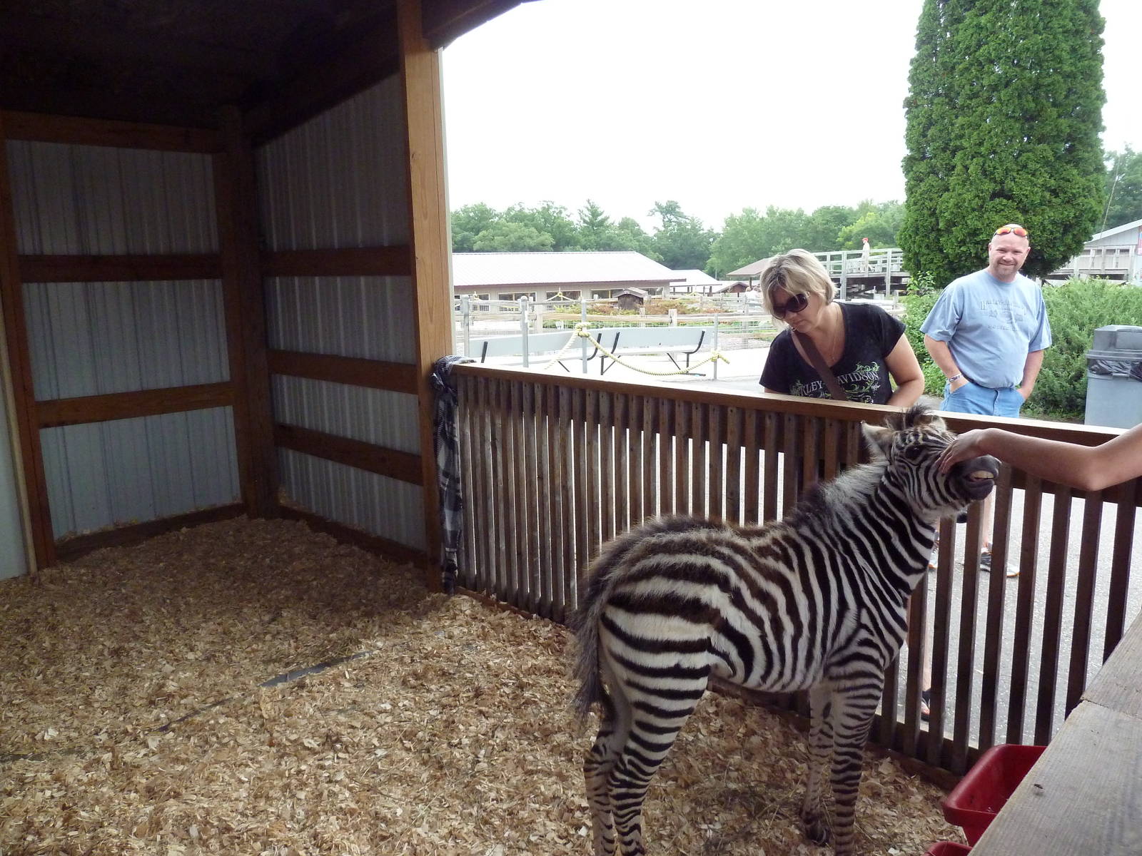 Grant's Zebra Petting Enclosure