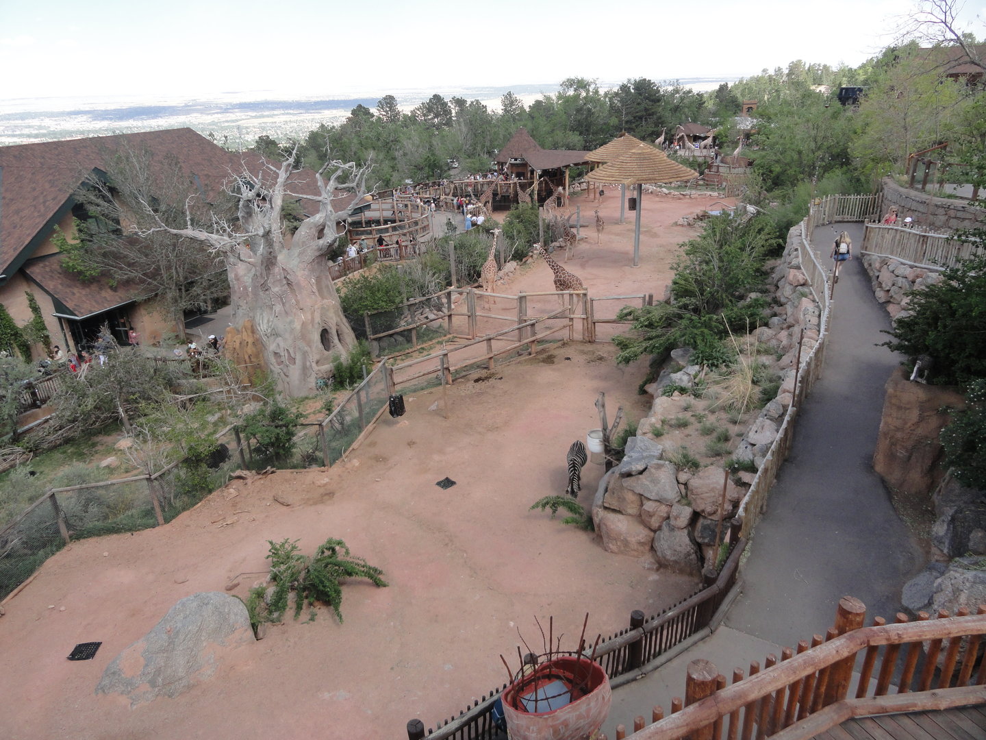 Grant's Zebra & Reticulated Giraffe Exhibits